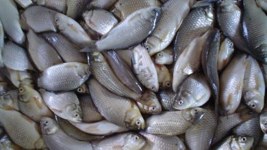 Photo of 160 días de prisión por llevar pescado y tabaco desde Venezuela